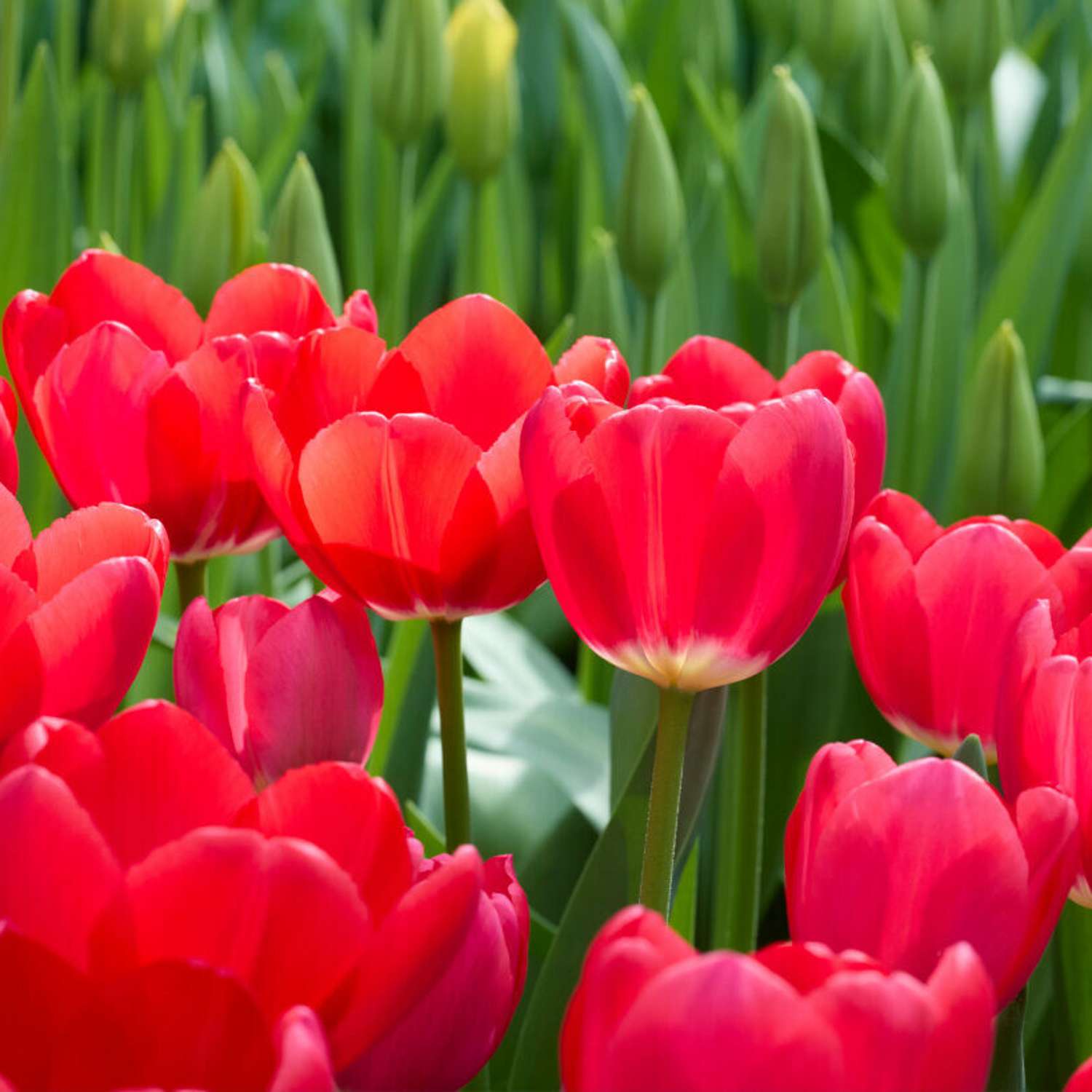 Tulipan 'Cherry Delight'